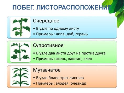 Побег и почки. Лабораторная работа «Внешнее и внутреннее строение почки ...