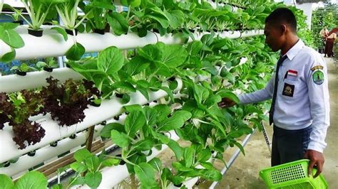 Merawat Tanaman Hidroponik Dengan Baik Dan Benar Sistem Sayur