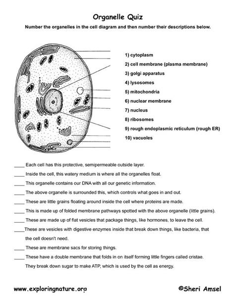 Cell Organelle Worksheet Pdf Free Pdf At Worksheeto