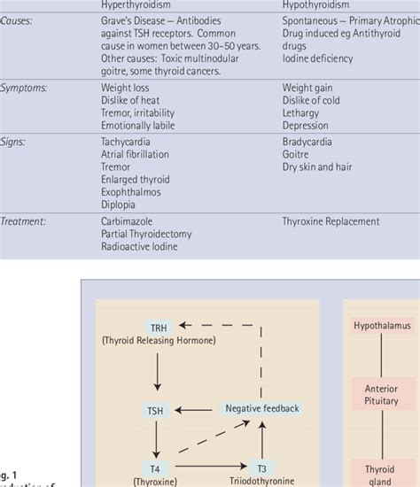 Hyperthyroidism Vs Hypothyroidism Chart