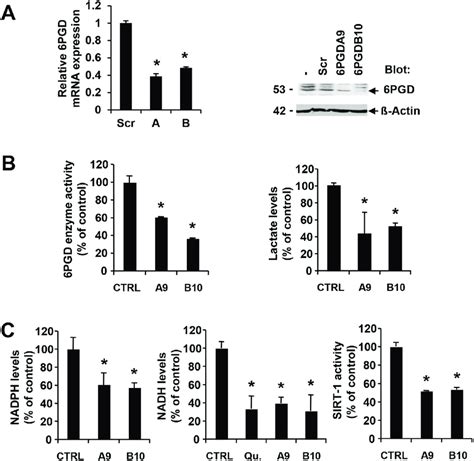 6pgd Activity Is Required For Optimal Nadph And Nadh Levels Mv411