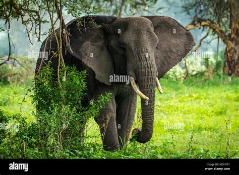 African Elephant Loxodonta Africana Picks Leafy Branches In Clearing