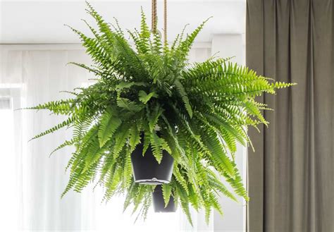 The Ultimate Guide to Indoor Fern Varieties | HRC