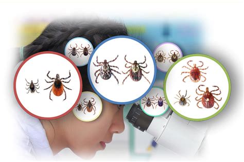 DIFFERENT TICKS…DIFFERENT DISEASES – TickEncounter