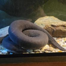 Three-Toed Amphiuma | Bird Kingdom