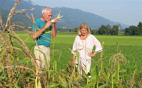 Sepp Brandstätter and his native Gailtal Valley white maize