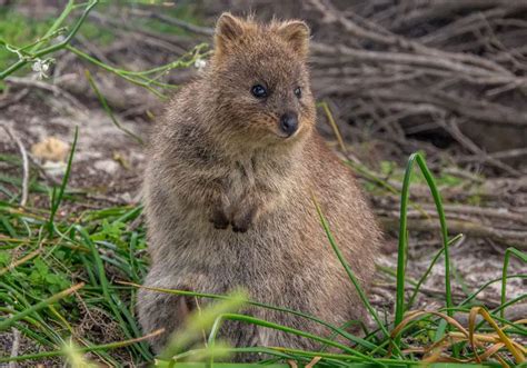 Capybara vs Quokka: The Key Differences Between Two Fascinating Creatures