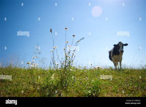 Pasture weeds hi-res stock photography and images - Alamy