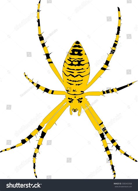 36 Golden Orb Spider Stock Vectors Images And Vector Art Shutterstock