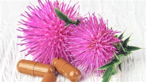 Milk Thistle 8 Science Based Health Benefits Of Milk Thistle Youtube