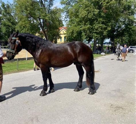 Enzian Nero Xiv Noriker Wallach Rappe Pferd Austria