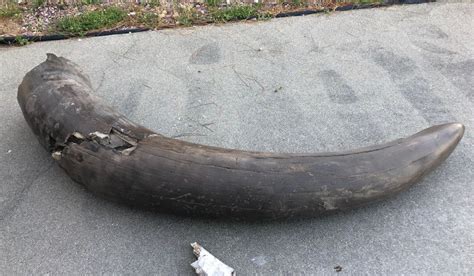 Iowa Archaeologists Find Mastodon Skull Over 13000 Years Old