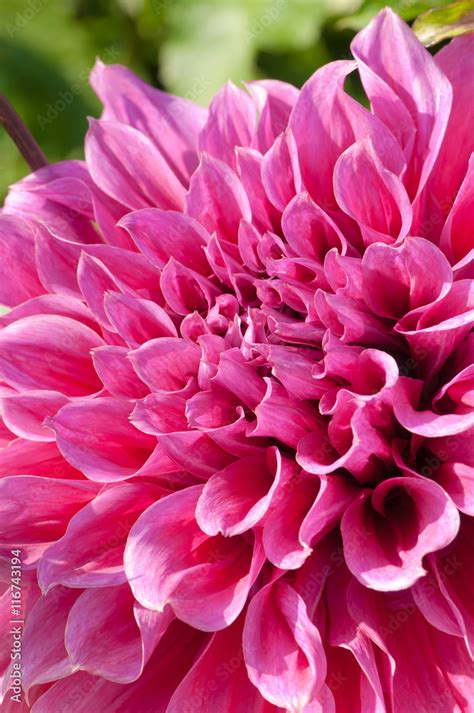 Dahlienblüte in pink Dahlia Blumenpracht im Spätsommer Schnittblumen