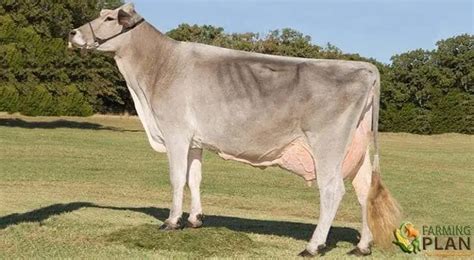 brown swiss  dairy    world farming plan