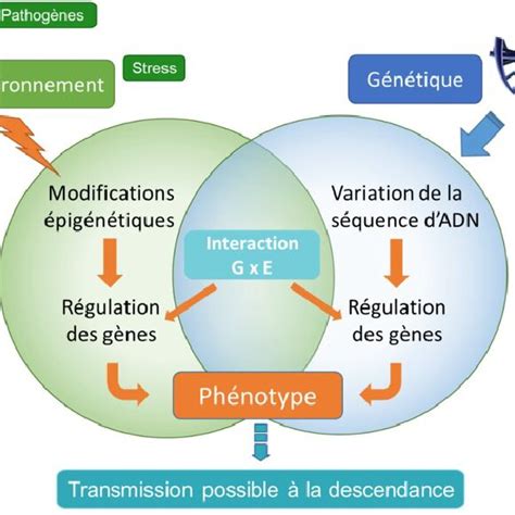 Interaction Entre G N Tique Et Environnement Dans La Construction Des