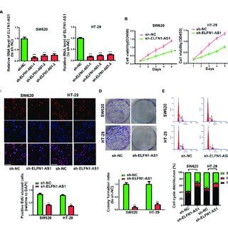 Lncrna Elfn As Modulates Colon Cancer Cell Proliferation Invasion