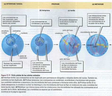 Arriba 104 Foto Esquema De Las Fases De La Mitosis Lleno