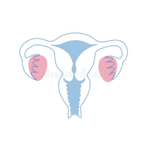 Vector Isolated Illustration Of Uterus Stock Vector Illustration Of