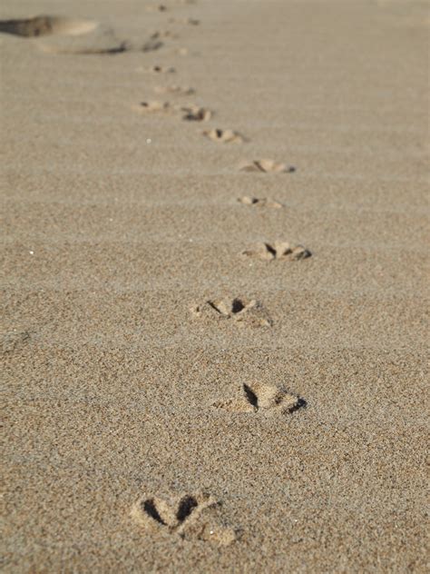 Kostenlose Foto Strand Meer Sand Holz Fußabdruck Möwe Boden