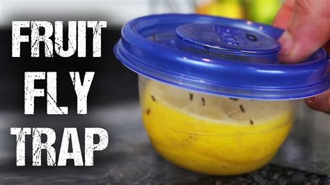 How To Make A Lemon Fresh Fruit Fly Trap Youtube