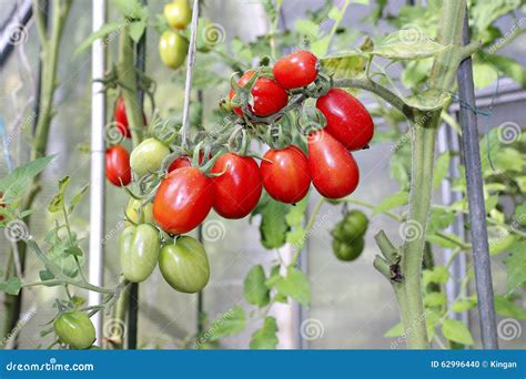 Tomates Rojos En Un Invernadero Foto De Archivo Imagen De Delicioso