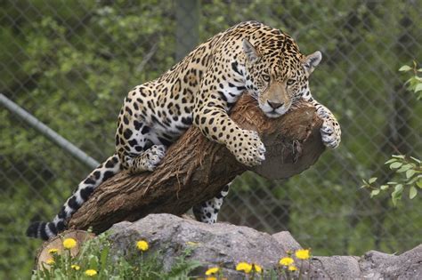 Download Animal Jaguar HD Wallpaper