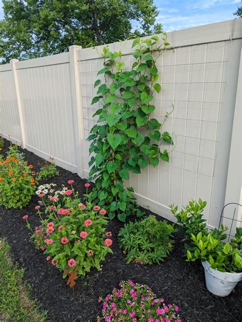 All about caring for the stunning night-blooming moonflower vine!