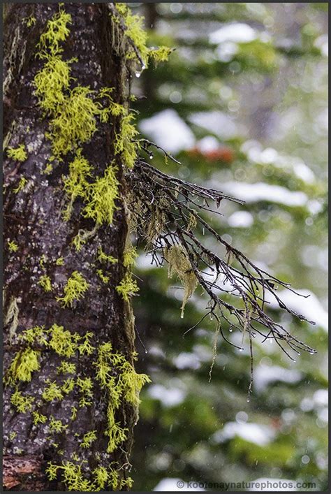 Fruticose Lichen By Kootenayphotos On DeviantArt Lichen Fungi Plants