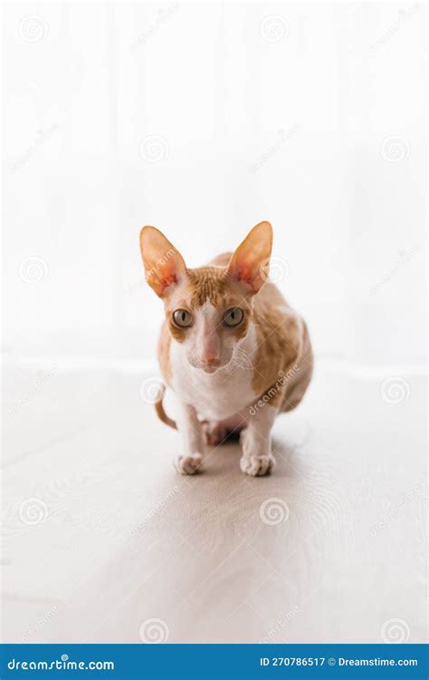 Cute Ginger Cat Cornish Rex Is Sitting On The Floor And Carefully