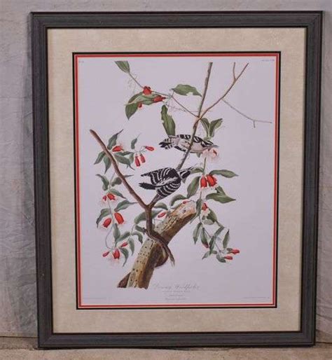 Large Framed Print Downy Woodpecker By John J Audubon 975 1189 R