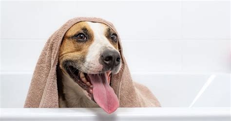 How to Choose a Sensitive Skin Shampoo for Dogs | Diamond Pet Foods