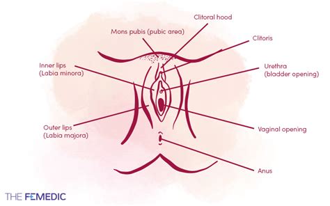 Black Pussy Diagram Sex Pictures Pass