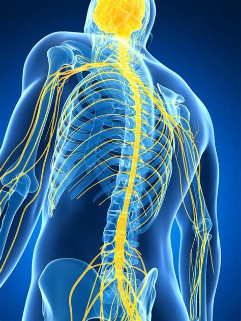 Do I have nerve pain? | Institute of Sports and Spines | Tingalpa