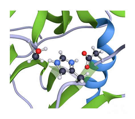 Serine Protease Active Site Of Chymotrypsin By Greg Williams Science