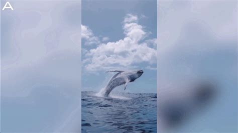 Whale Y Impressive Footage Of The Largest Beast One News Page Video