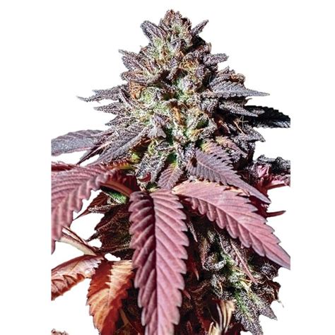 Purple Queen Royal Queen Seeds Tatanka Amsterdam Webshop