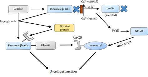 Figure 1 From The Endoplasmic Reticulum Stress Response In Disease