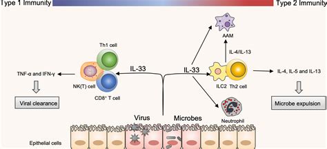 Interleukin IL 33 An Orchestrator Of Immunity From Host Defence To