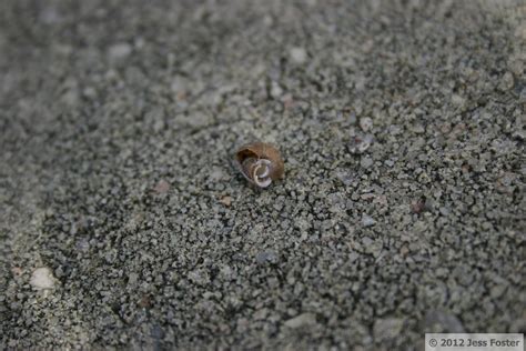 Sluggin' Along: Snail Shell Mystery Solved