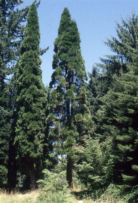 Incense cedar – Linn County Small Woodlands Association