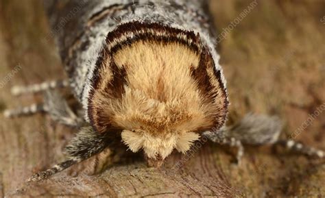 Buff-tip moth - Stock Image - C028/8956 - Science Photo Library