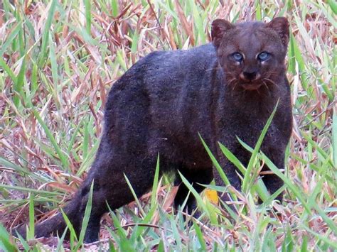 G Gato Mourisco Flagrado Na Zona Rural De S O Sebasti O Do Para So