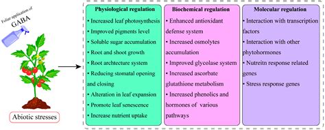 γ Aminobutyric Acid (GABA): A Key Player in Alleviating Abiotic Stress ...