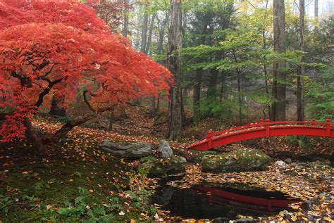 Japanese Maple Garden With Red Bridge Photograph by Darlyne A. Murawski