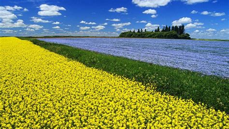 Canola Field Bing Wallpaper Download