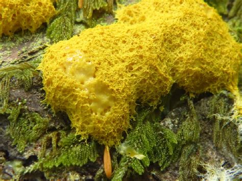 Yellow Slime Mold In Shower Best Design Idea