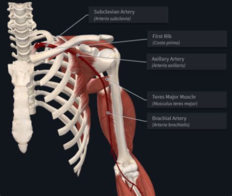 Blood Supply And Lymphatics Of The Upper Limb Flashcards Quizlet