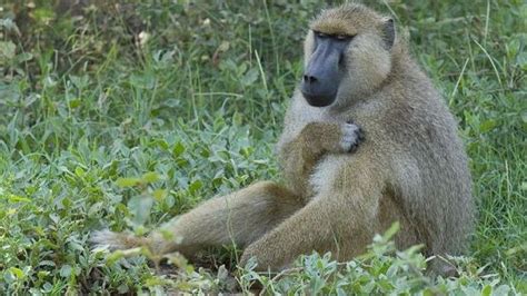 20 Interesting Baboon Facts Kenya Safari Baboon Kenya