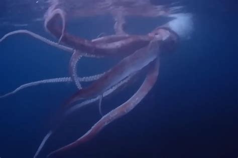 Divers Capture Rare Footage Of Live Giant Squid Off Of Japan S West