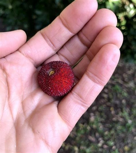 Corbezzolo Frutto Propriet E Come Si Mangia Flaviaconidi